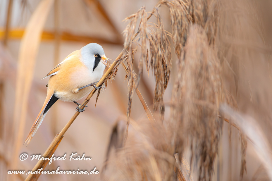 Bartmeise ()_0053
