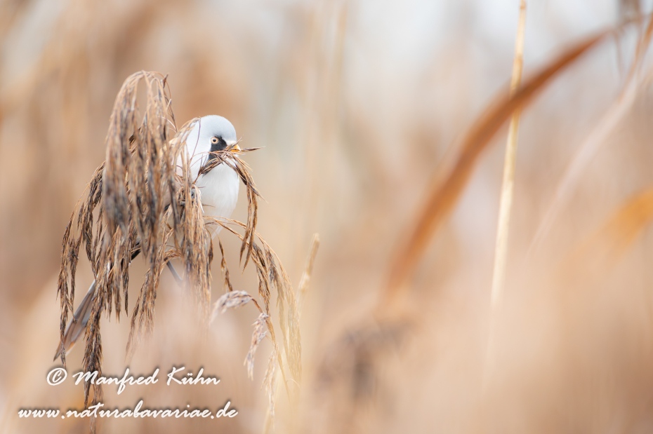 Bartmeise ()_0054