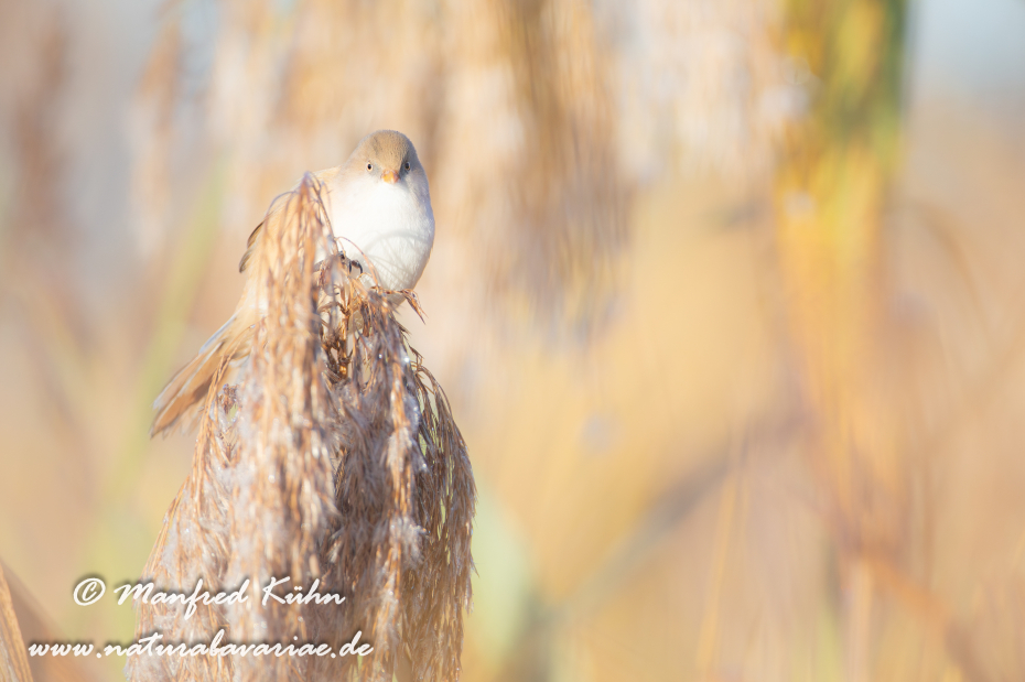 Bartmeise ()_0060