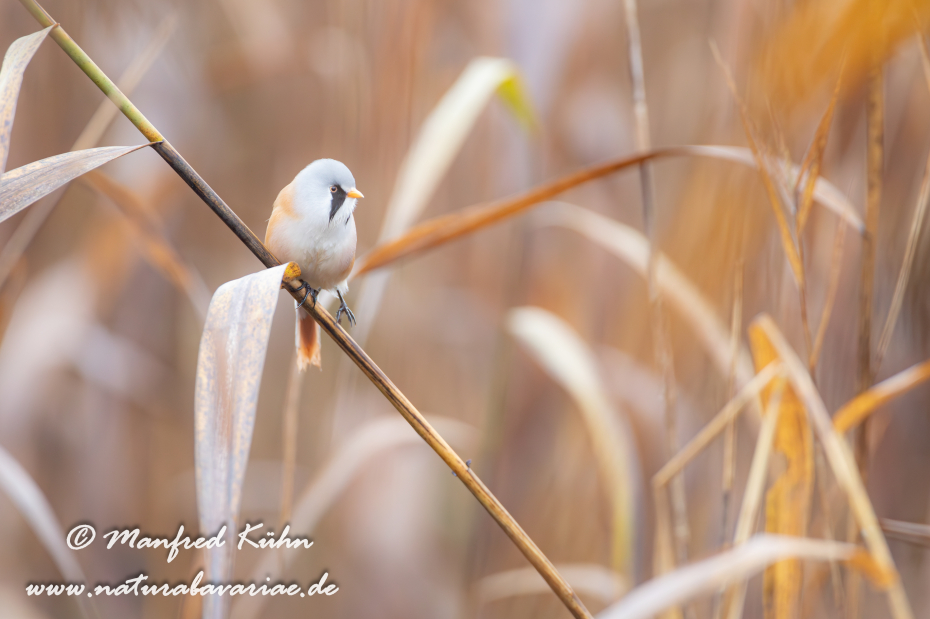 Bartmeise ()_0063