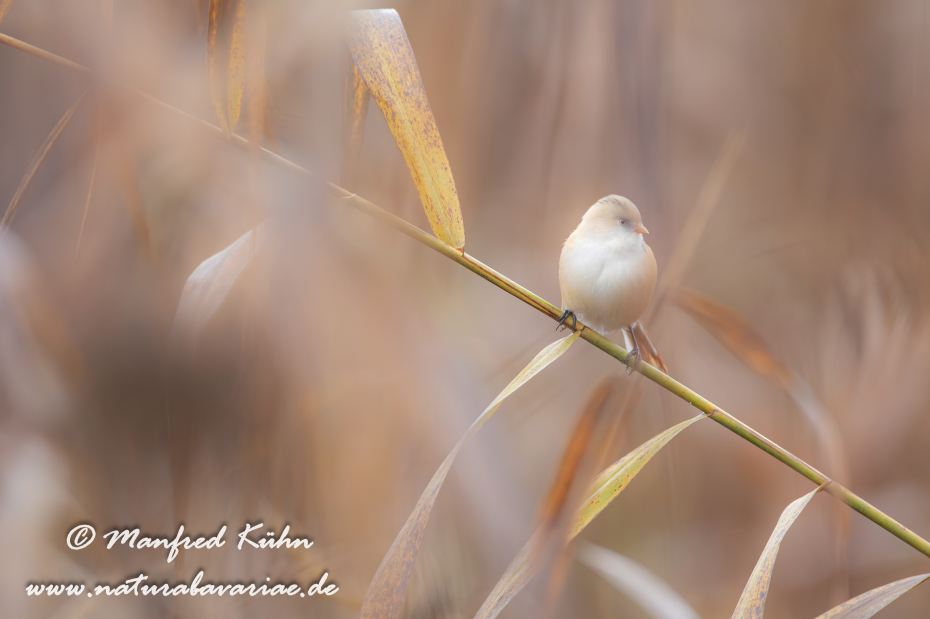 Bartmeise ()_0067