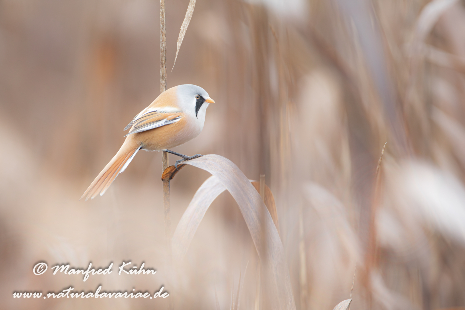 Bartmeise ()_0069