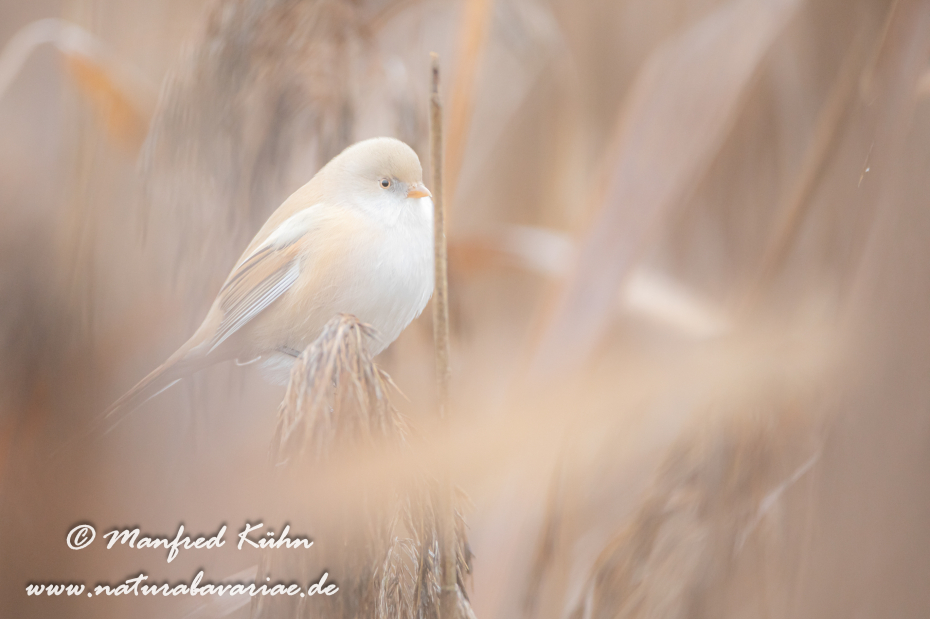 Bartmeise ()_0080