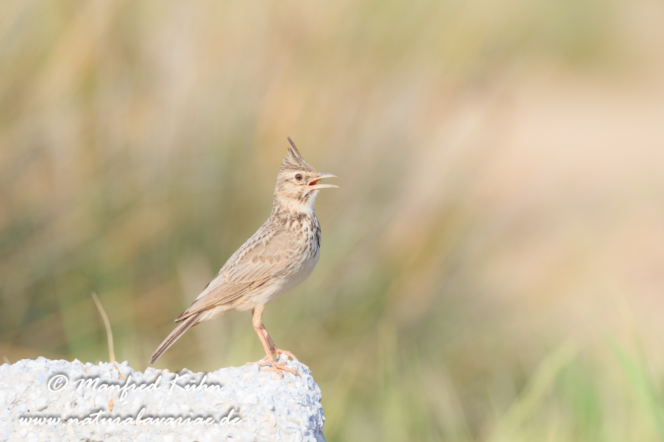 Haubenlerche ()_0021