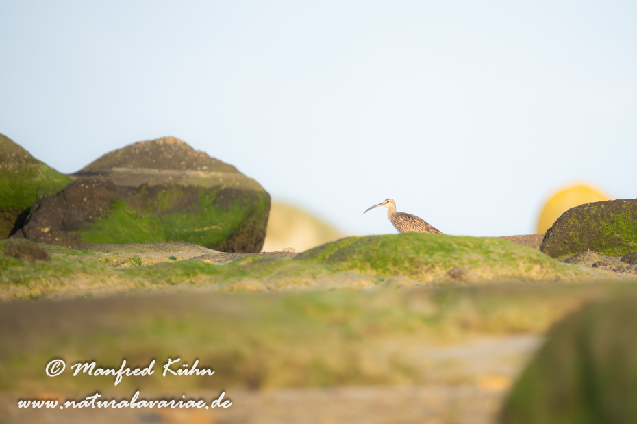Regenbrachvogel ()_0029