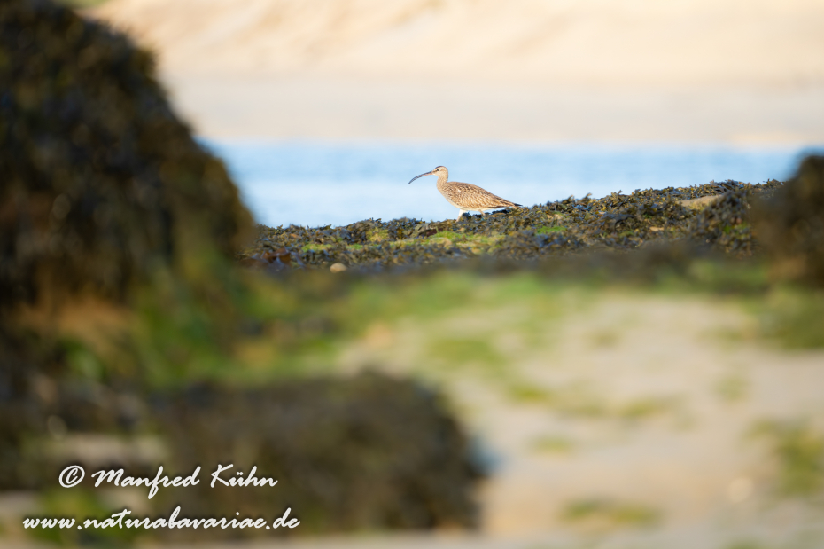 Regenbrachvogel ()_0032
