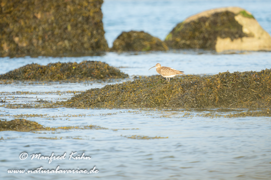 Regenbrachvogel ()_0033