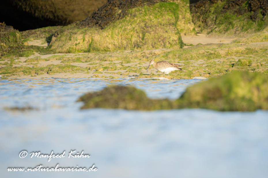 Regenbrachvogel ()_0034