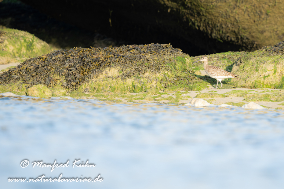 Regenbrachvogel ()_0035