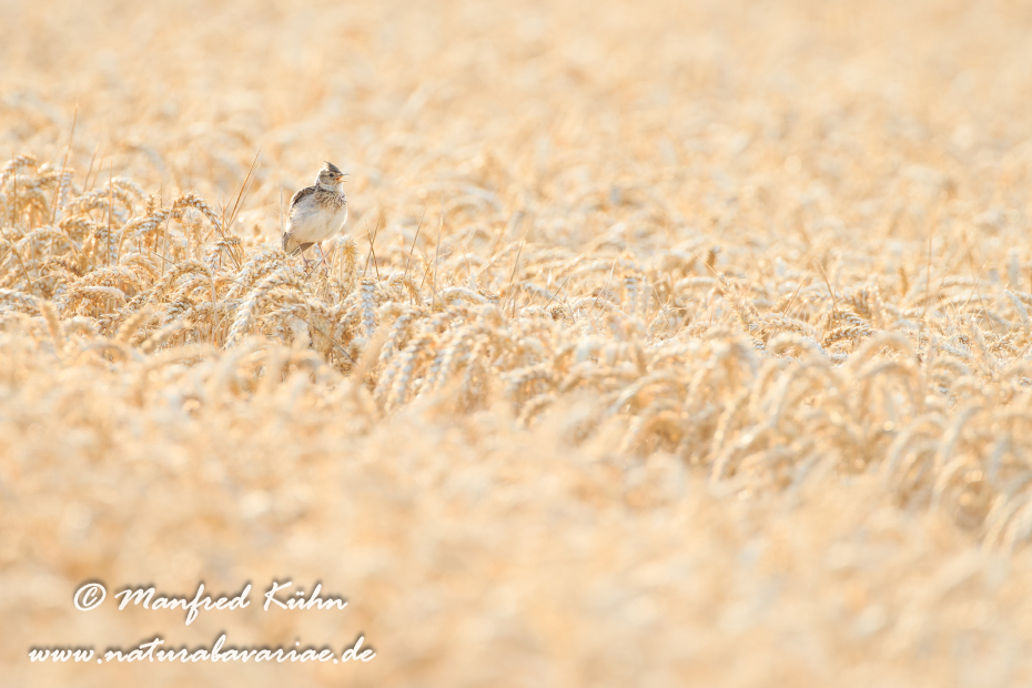 Feldlerche ()_0012