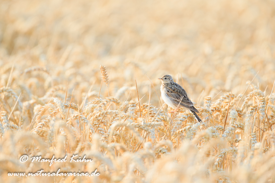 Feldlerche ()_0014
