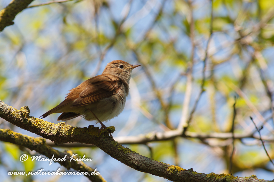 Nachtigall ()_0043