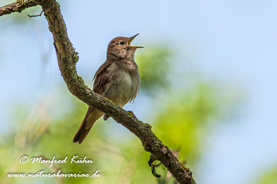 Nachtigall ()_0044