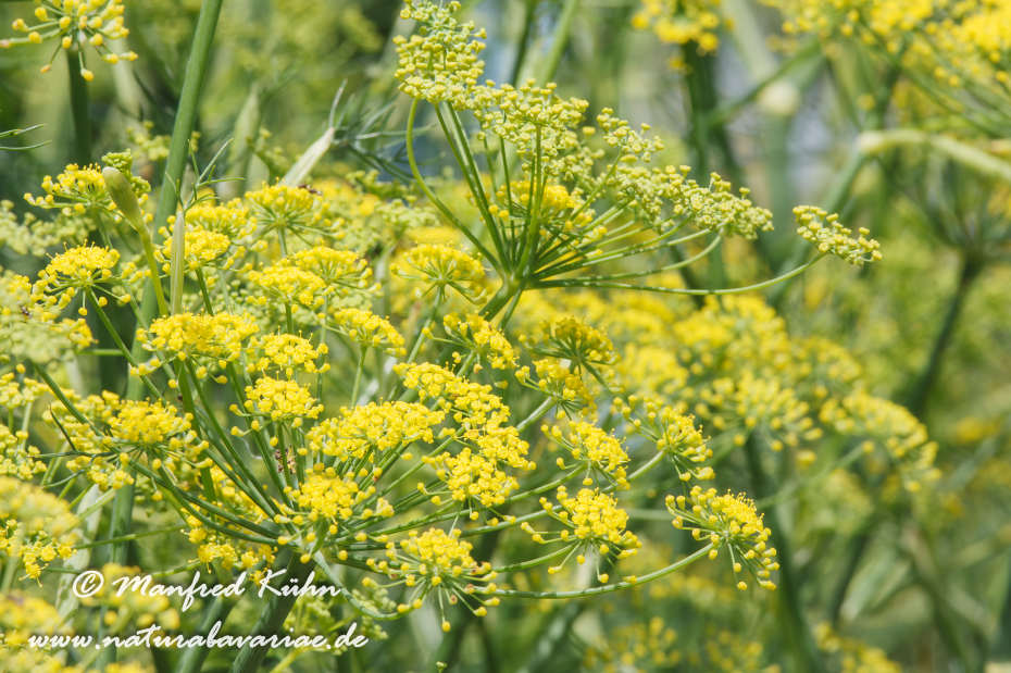Fenchel (Knollen-)_0001