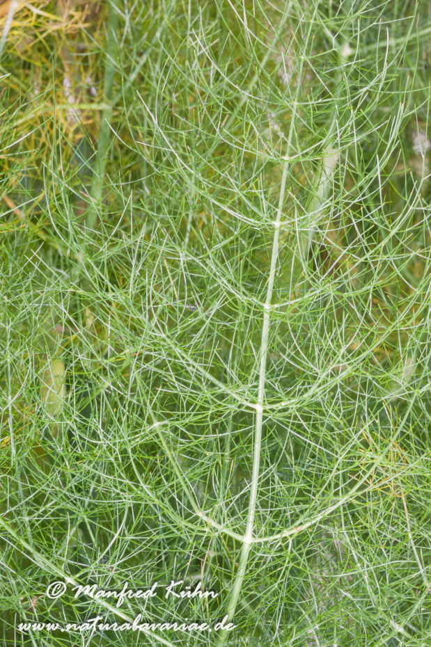 Fenchel (Knollen-)_0002