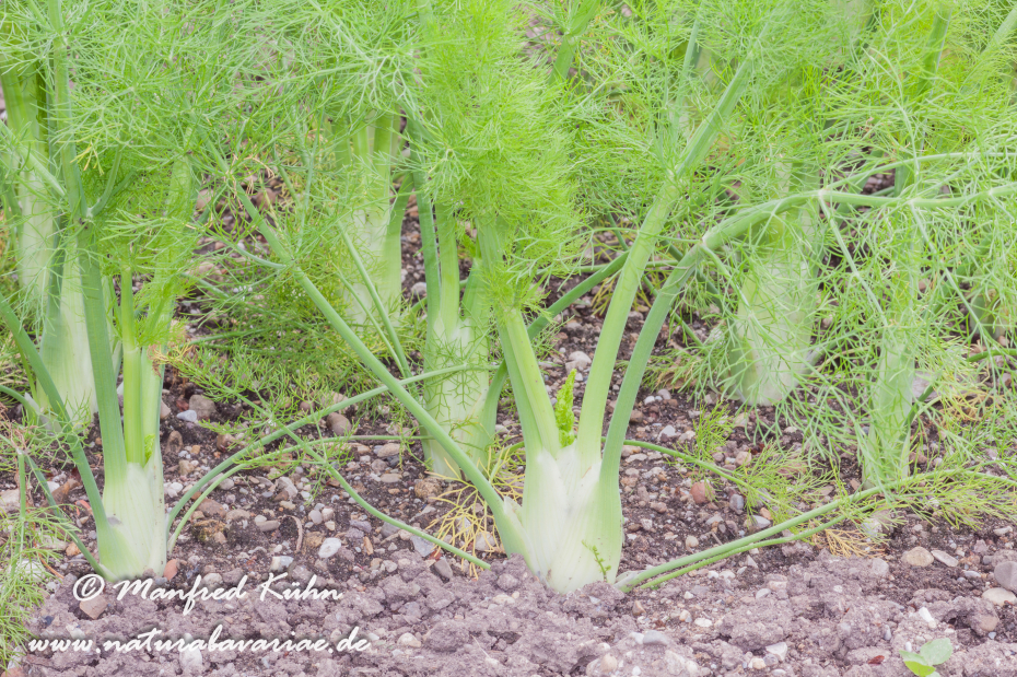 Fenchel (Knollen-)_0004