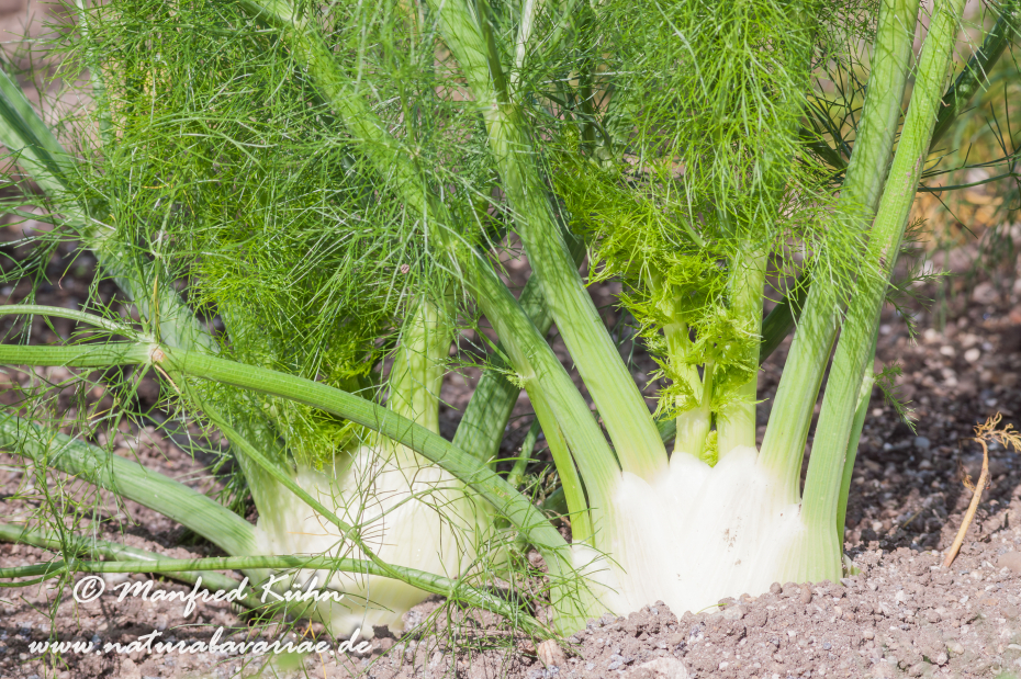 Fenchel (Knollen-)_0005