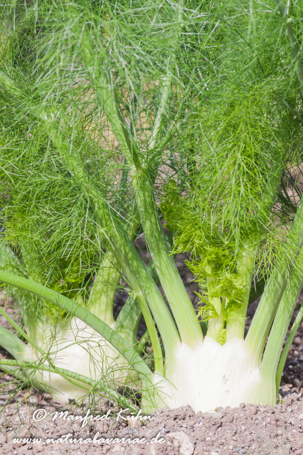 Fenchel (Knollen-)_0006