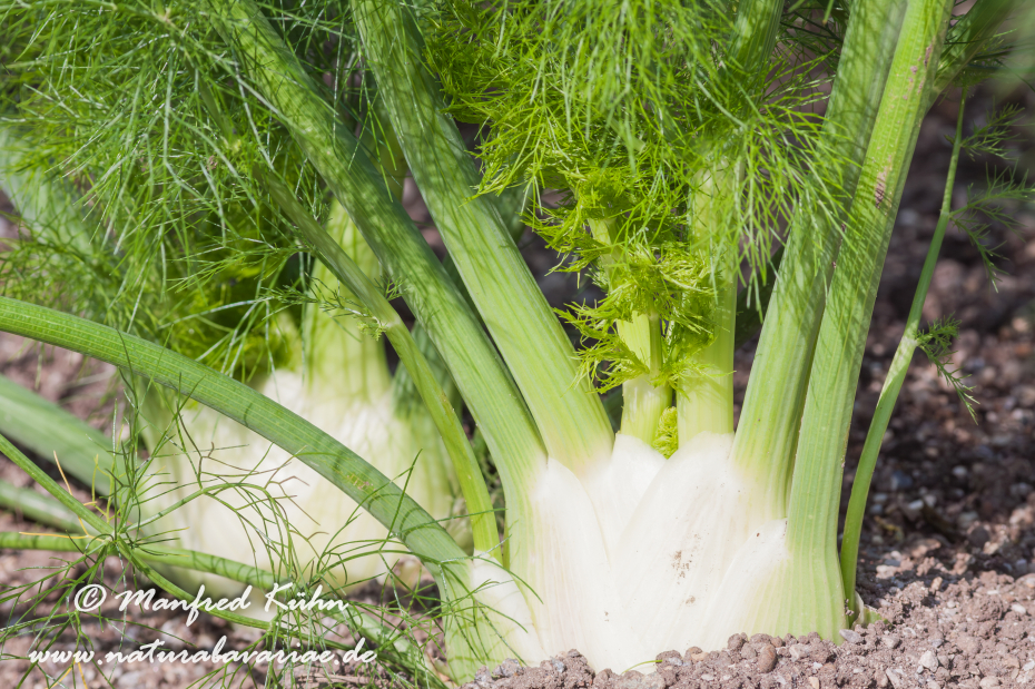 Fenchel (Knollen-)_0008