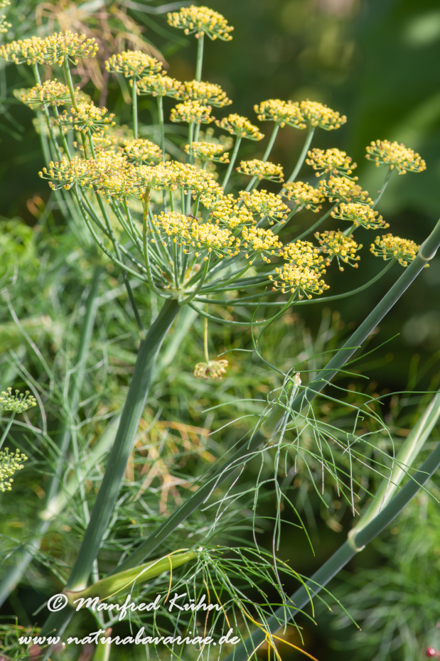 Fenchel (Knollen-)_0009