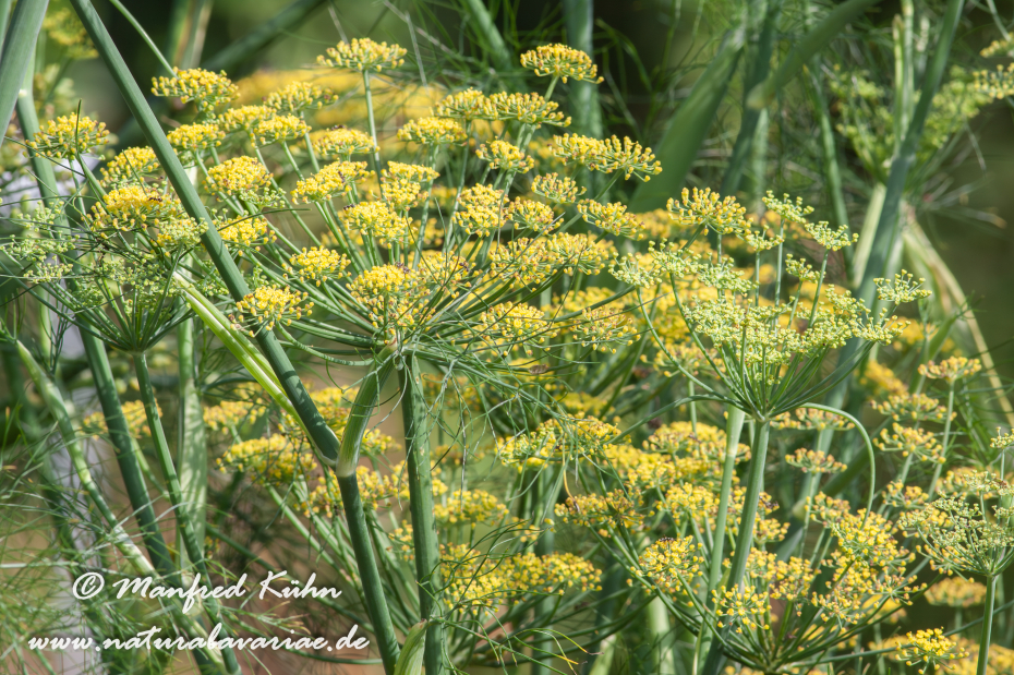 Fenchel (Knollen-)_0010