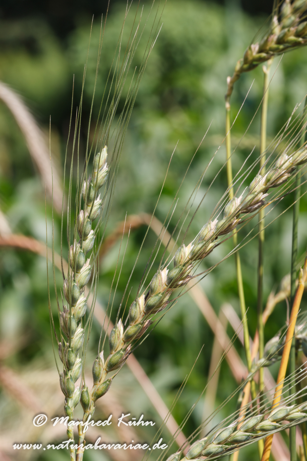Dinkel (blauer)_0001