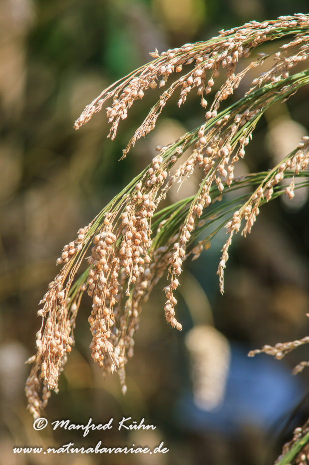 Hirse (echte)_0001