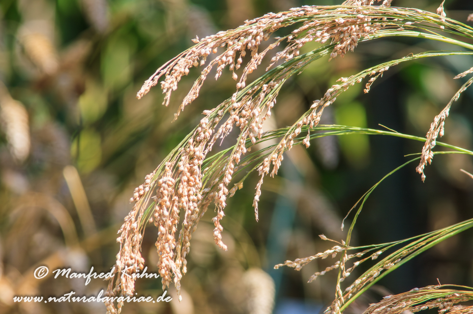 Hirse (echte)_0002