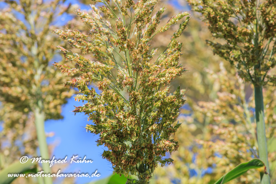 Hirse (gewöhnliche-Mohrenhirse)_0001
