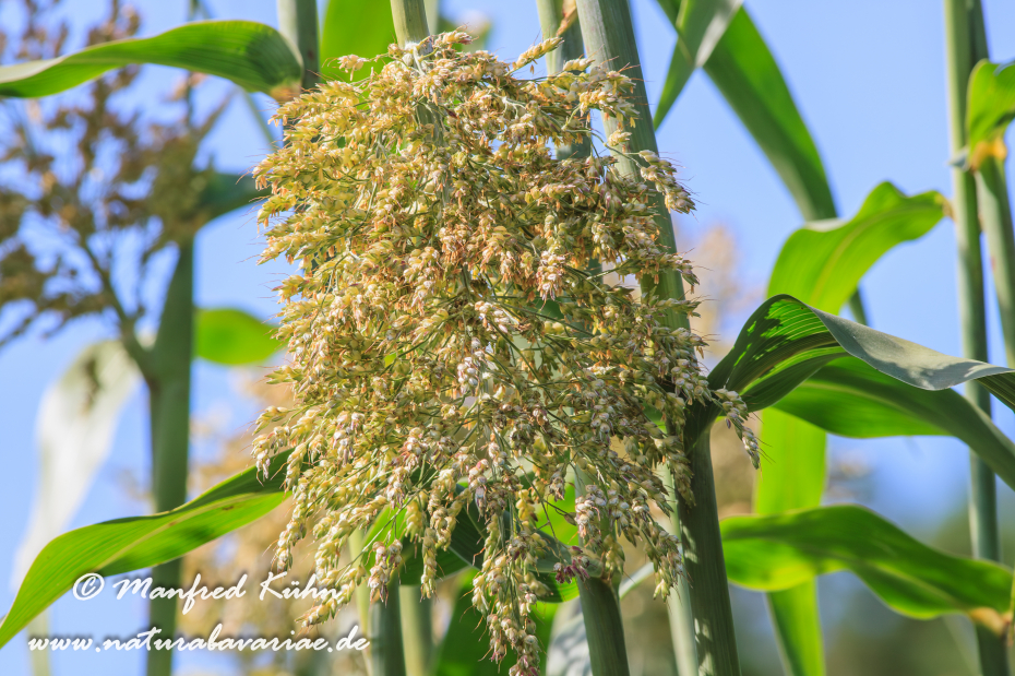 Hirse (gewöhnliche-Mohrenhirse)_0002