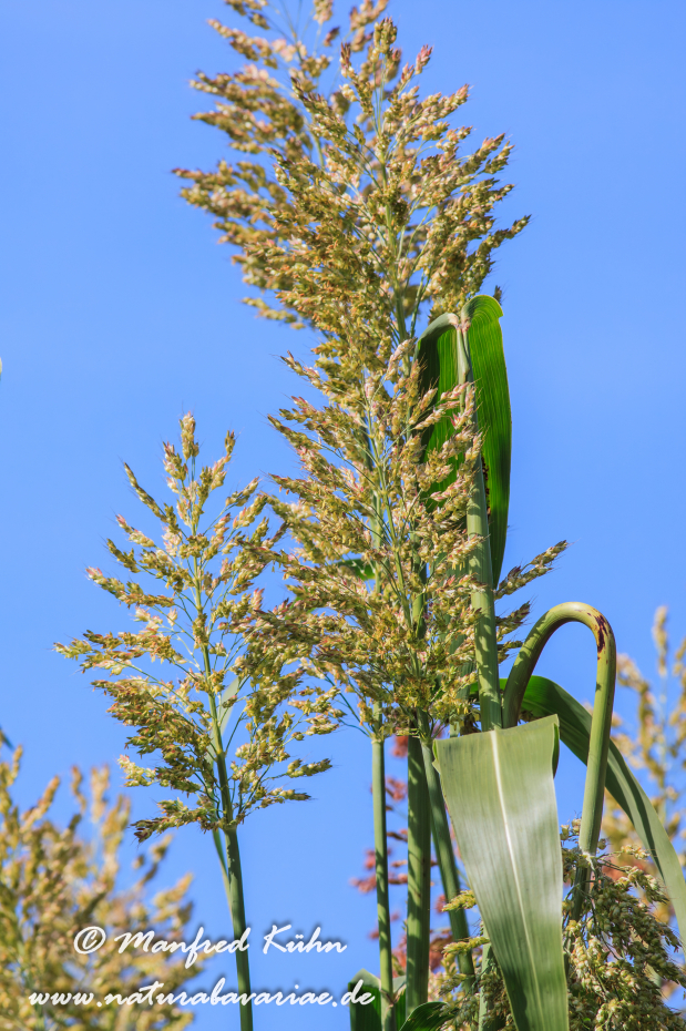 Hirse (gewöhnliche-Mohrenhirse)_0003