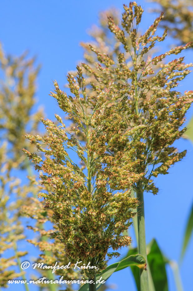 Hirse (gewöhnliche-Mohrenhirse)_0004