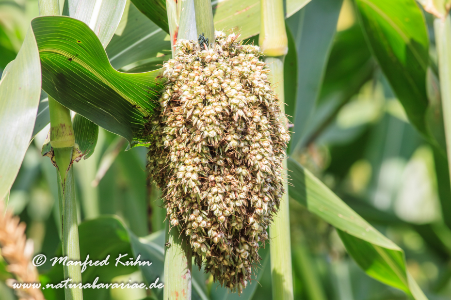 Hirse (gewöhnliche-Mohrenhirse)_0006