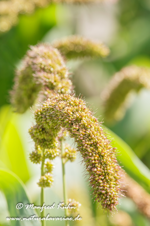 Hirse (Kolben-)_0004