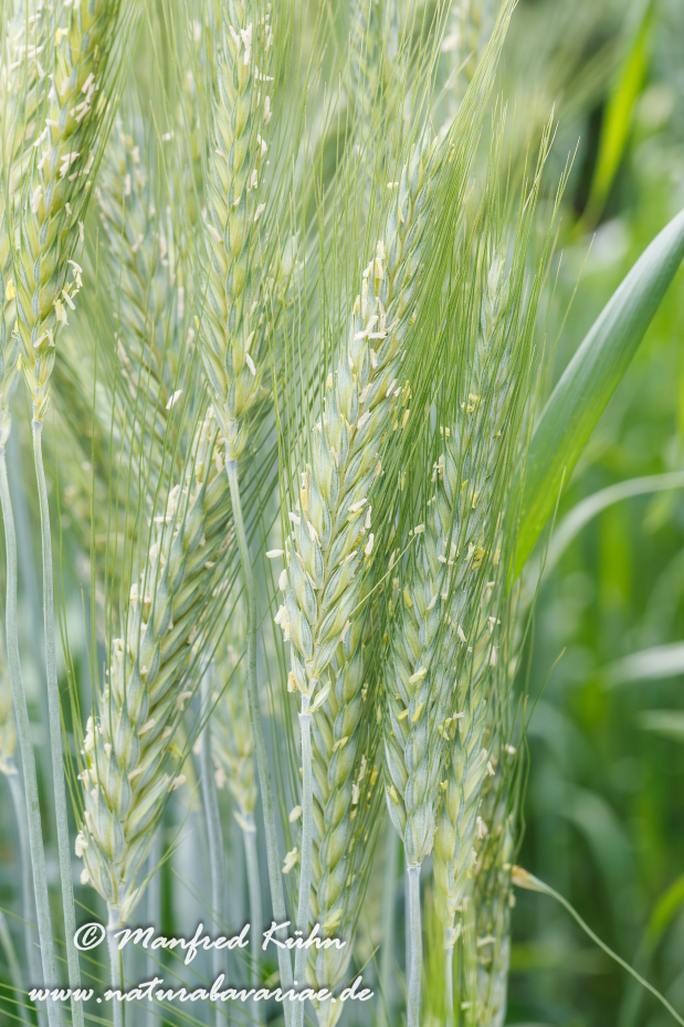 X-Triticale ()_0001