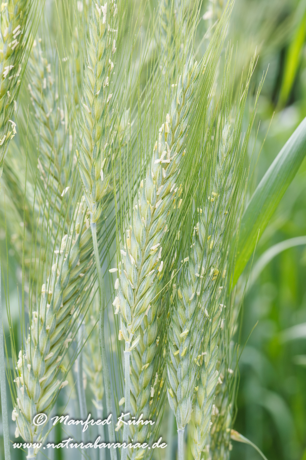X-Triticale ()_0002
