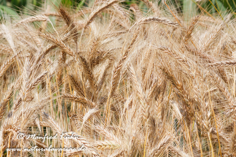 X-Triticale ()_0003