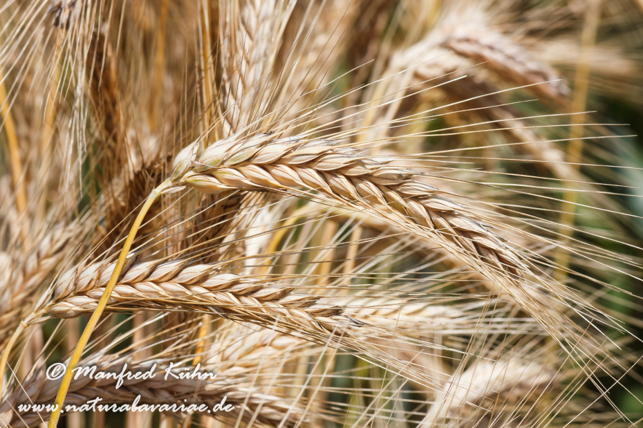 X-Triticale ()_0004