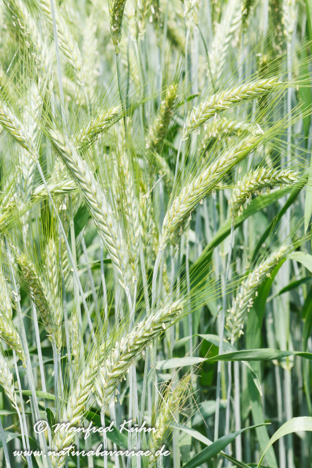 X-Triticale ()_0005