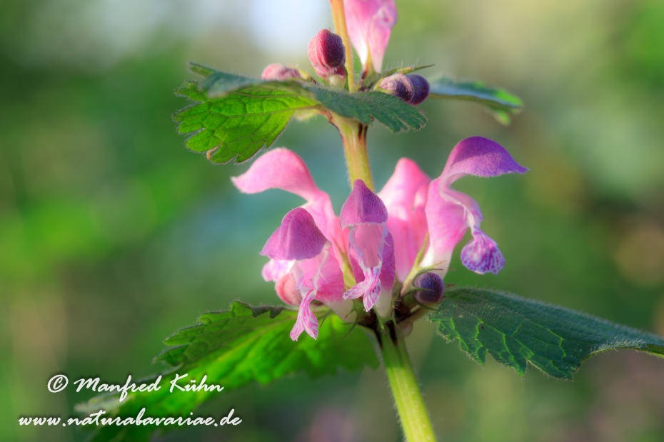 Taubnessel (gefleckte)_0009