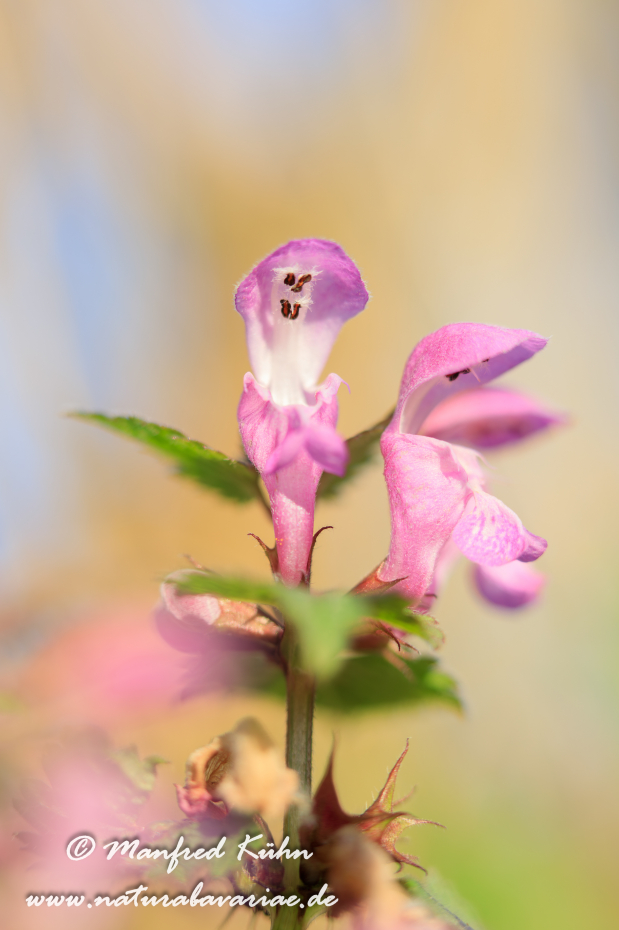 Taubnessel (gefleckte)_0011