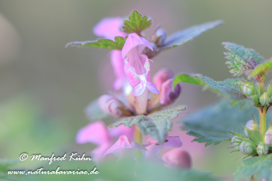 Taubnessel (gefleckte)_0013
