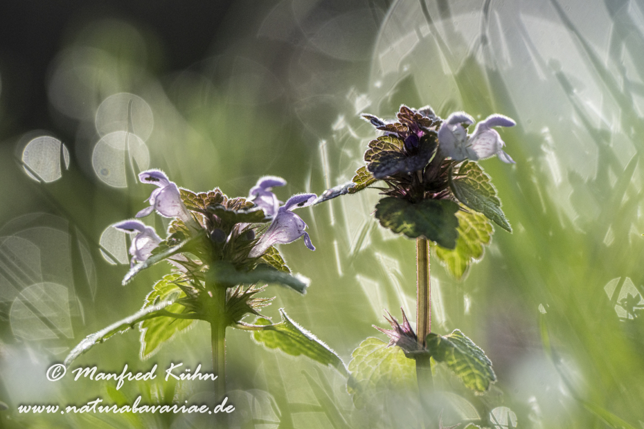 Taubnessel (gefleckte)_0020
