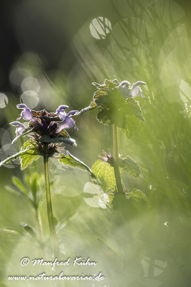 Taubnessel (gefleckte)_0021