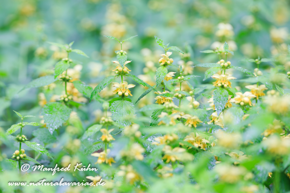 Taubnessel (gewöhnliche)_0001