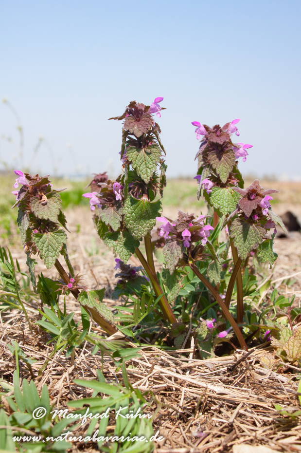 Taubnessel (Purpurrote)_0003