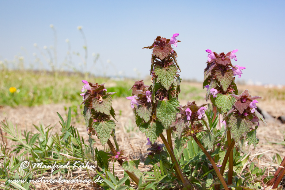 Taubnessel (Purpurrote)_0004