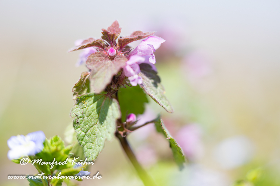 Taubnessel (Purpurrote)_0006