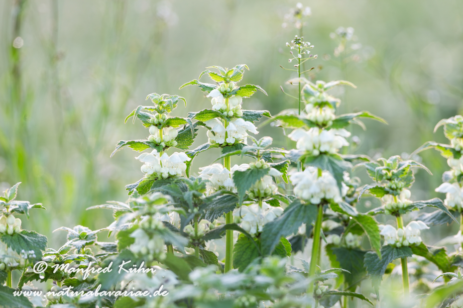 Taubnessel (Weisse)_0001