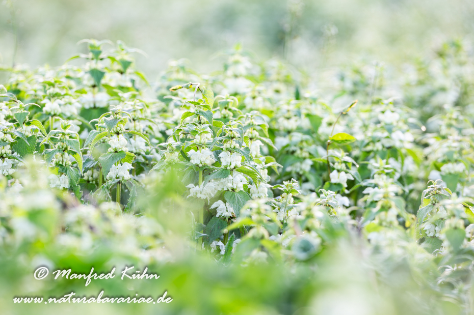 Taubnessel (Weisse)_0003